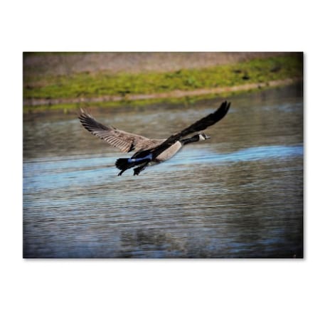 Jai Johnson 'Canadian Goose In Flight 2' Canvas Art,14x19